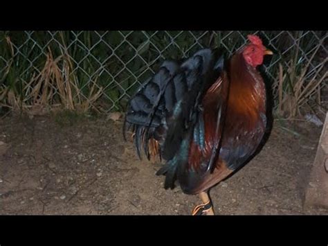 Help on identifying Wry Tail .